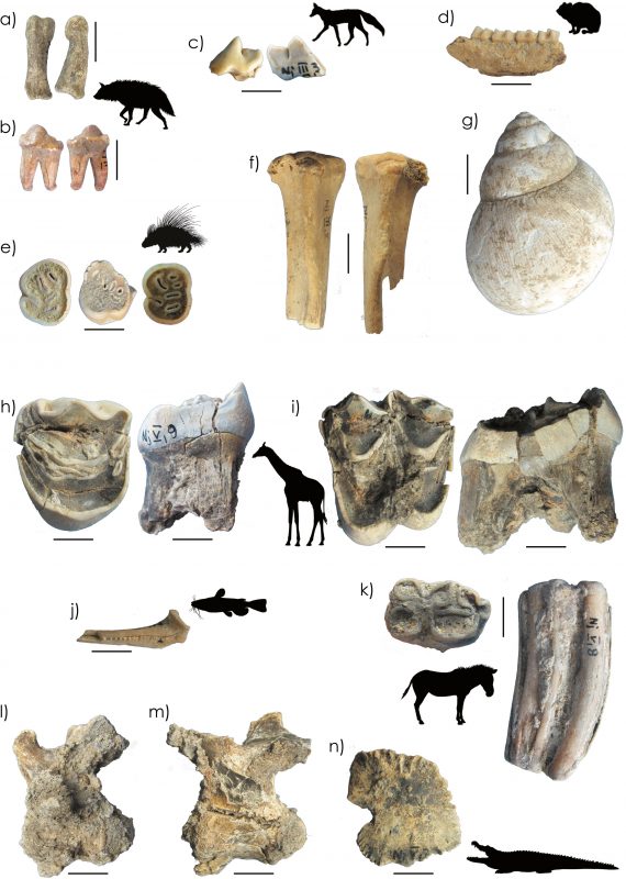 Faunal remains from Njarasa Cave