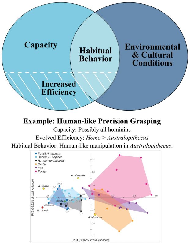 Graphs showing data on precision grasping in hominins