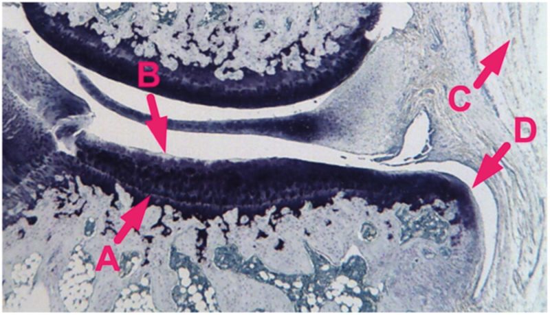 Histological section of the medial plateau of a guinea pig proximal tibia
