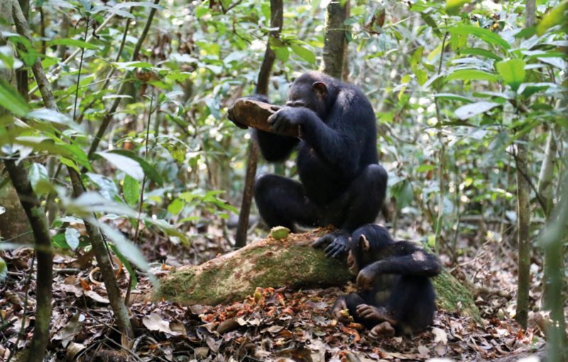 adult female Taï chimpanzee nut cracking with a stone hammer