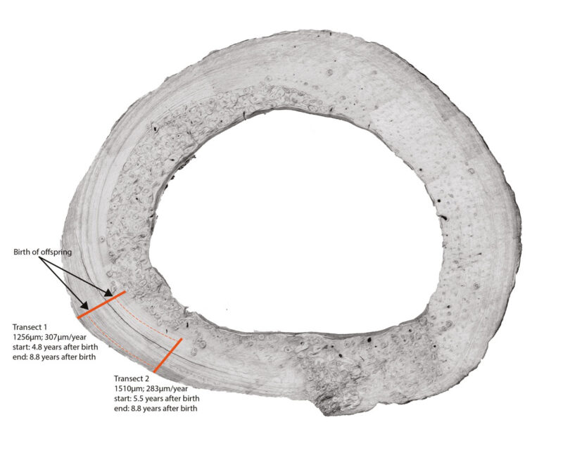 Montaged micrograph of a macaque femur obtained in reflected light