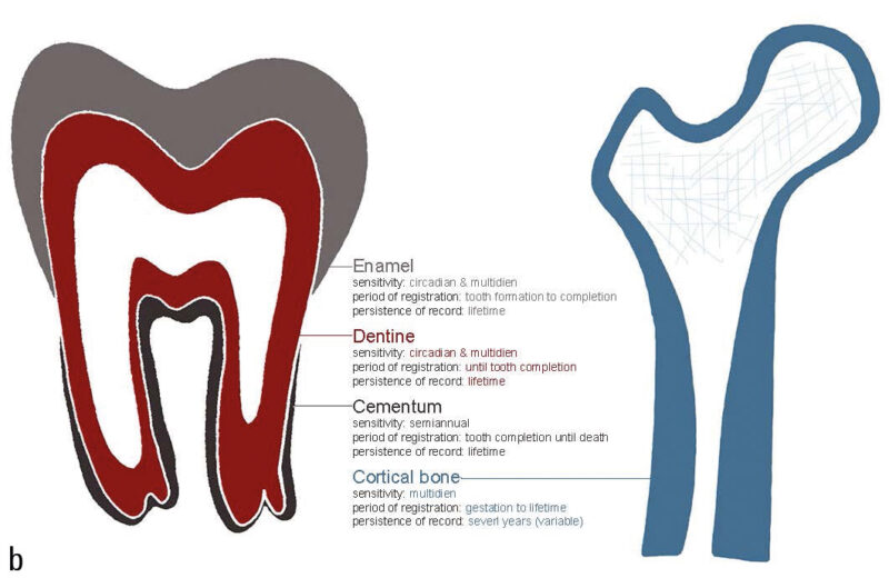 The three fundamental parameters of the four different “recording structures” present in primates